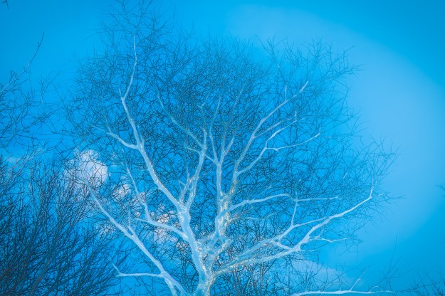blue tree