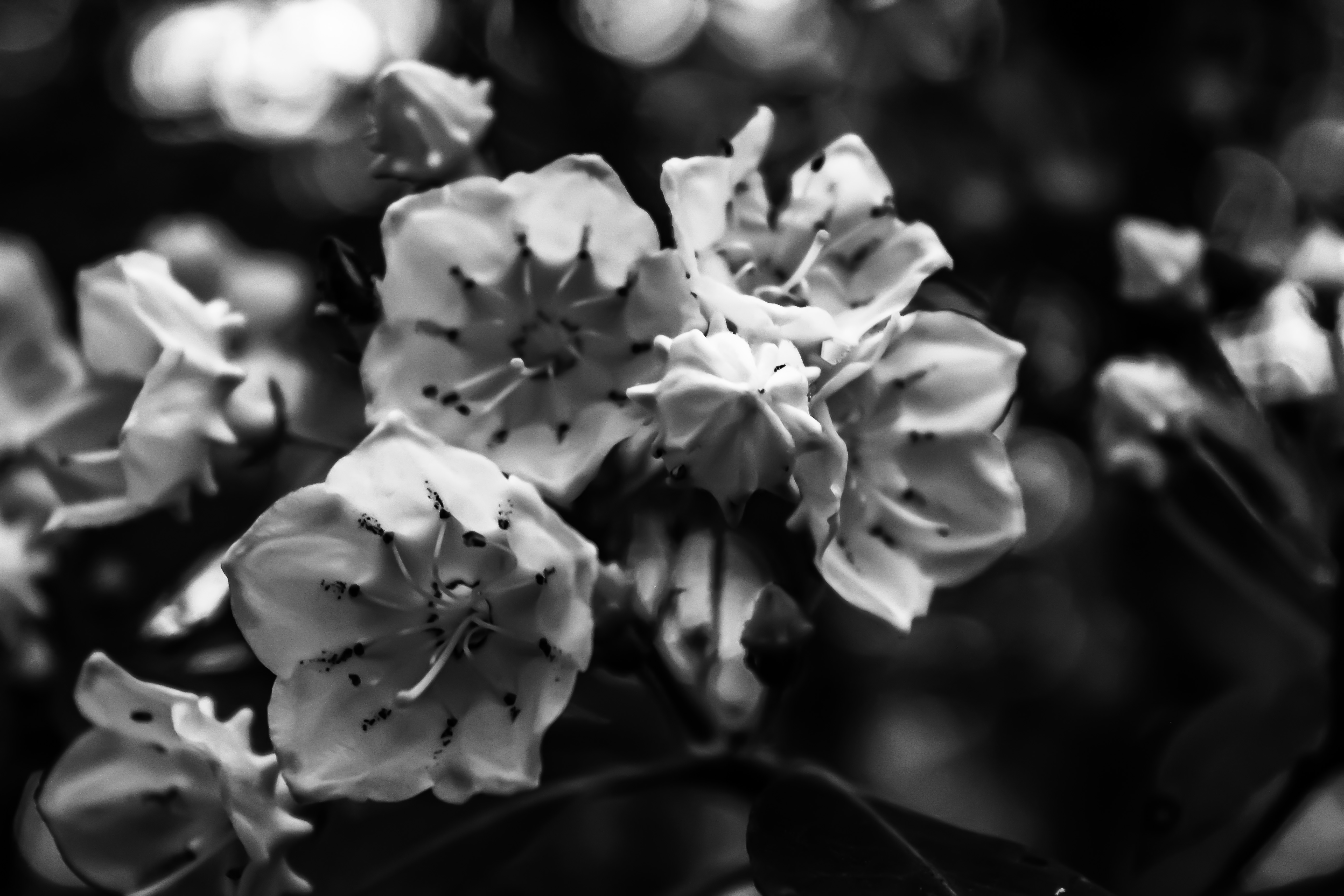 BW flowers