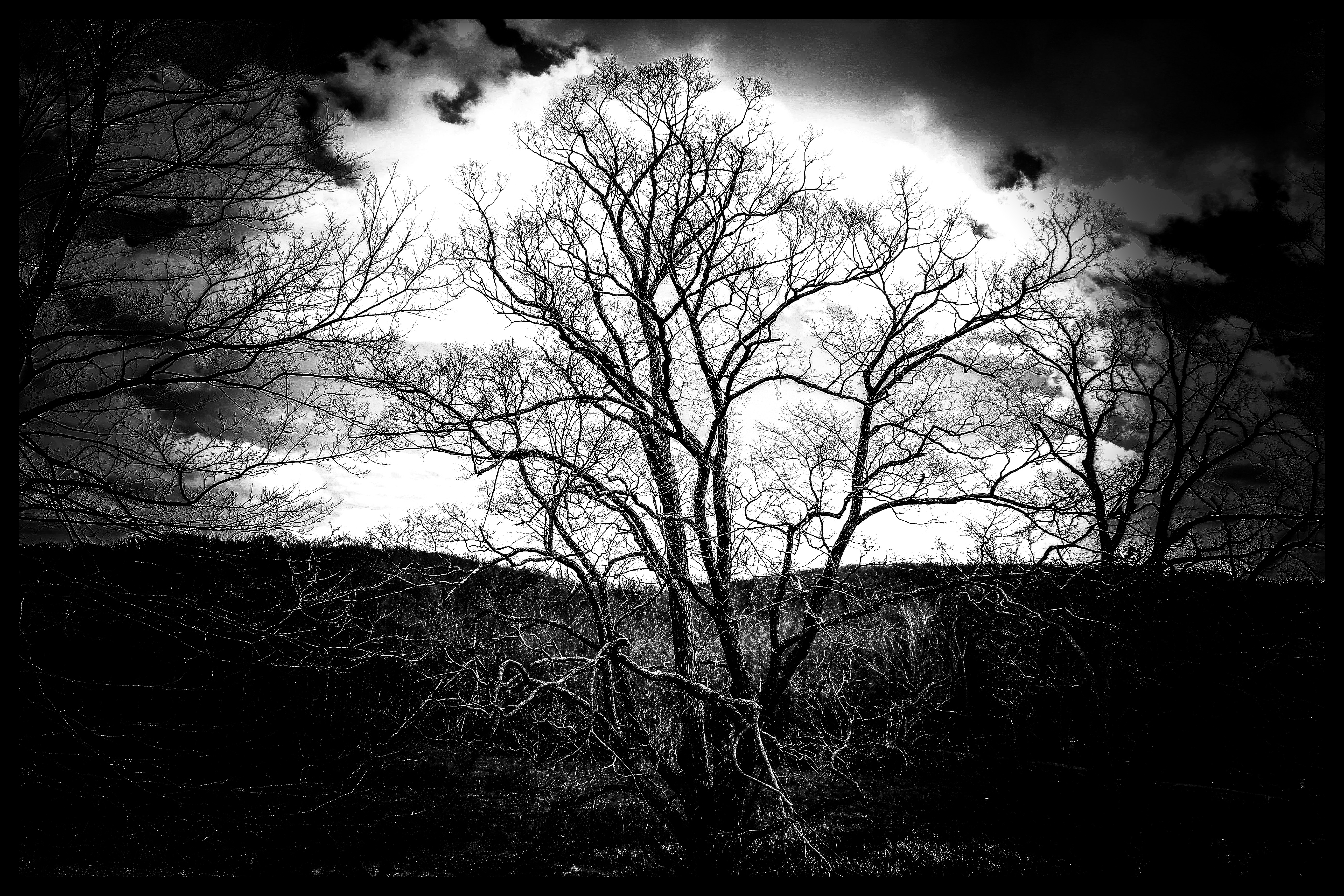 bw tree