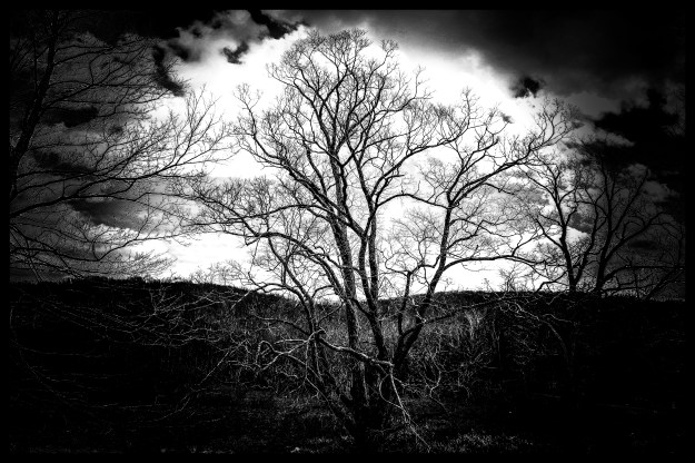 bw tree