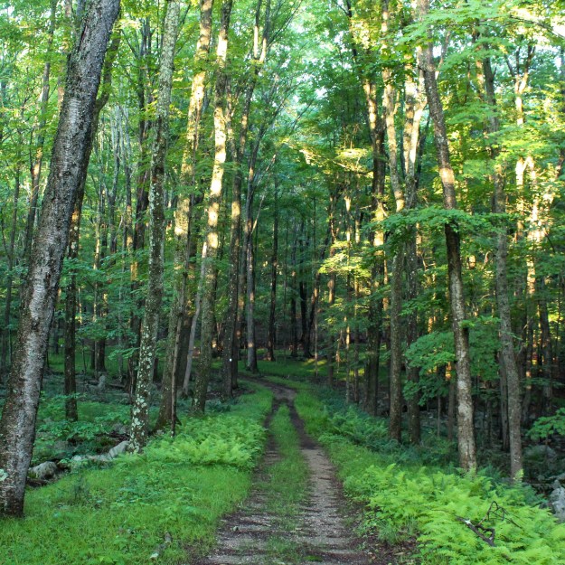 cropped-img_6592_edited